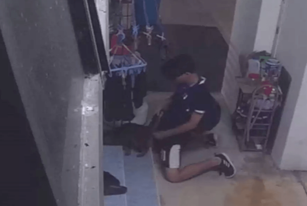 Singapore youth faces sentencing after sexually abusing cat, tormenting autistic classmate
