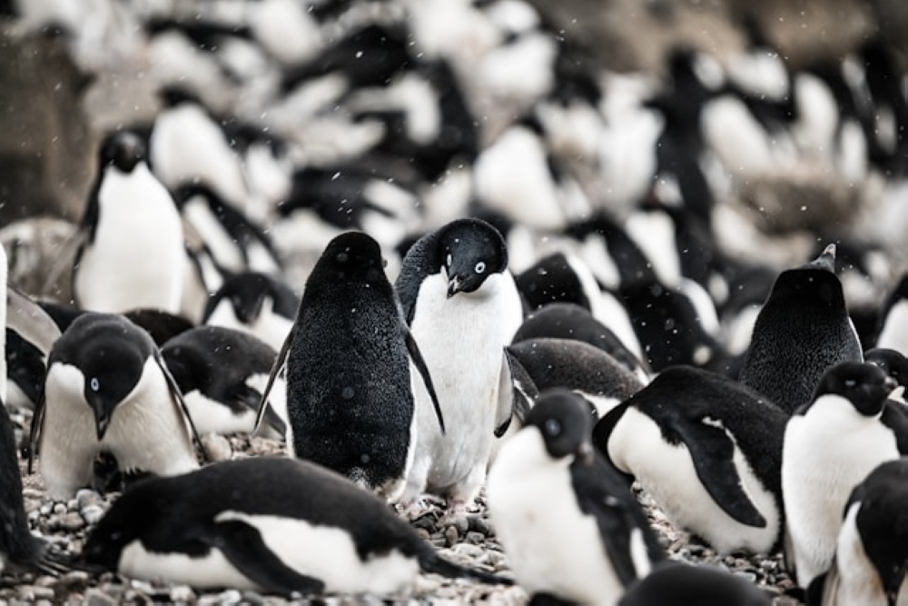 Cloudy with a chance of penguin poop: How guano is cooling down Antarctica