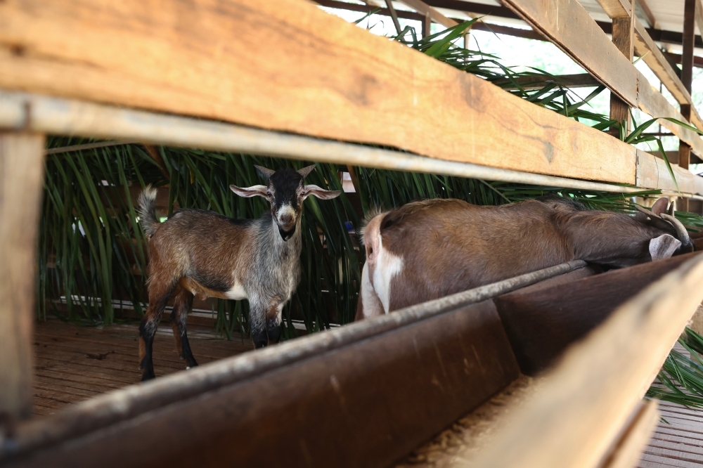Small but resilient: Malaysia's ‘Kacang' goat may hold key to food security amid climate crisis