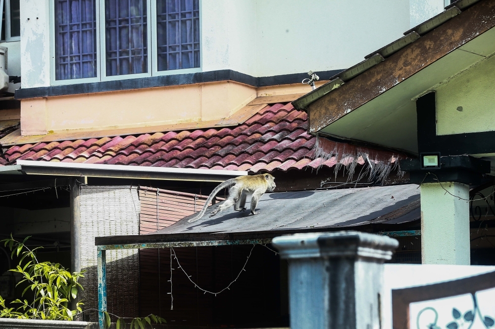 Outrage over viral monkey abuse video leads to arrest in Shah Alam
