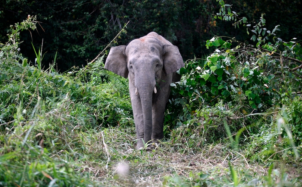 Elephant grass to keep elephants out: Terengganu banks on nature to curb wild raids