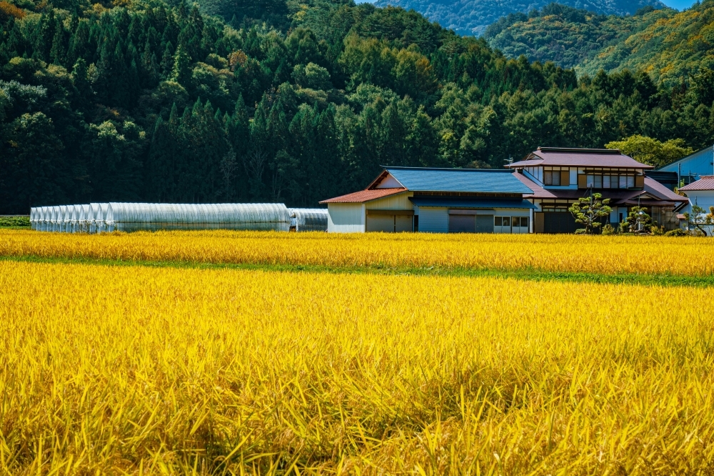 Japan aims to slash reserve rice prices as costs spike from heat, tourism