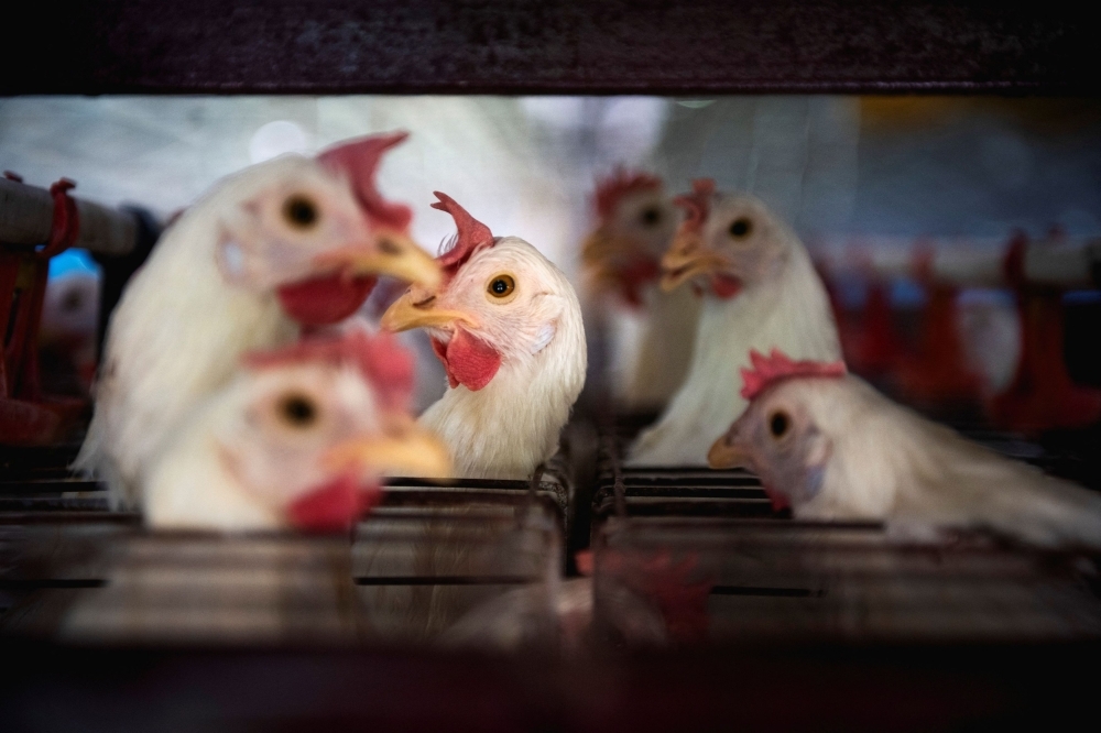 Cambodia records fourth bird flu death this year after 11 year-old boy dies from H5N1