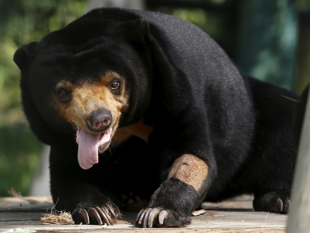 Kelantan sun bear sightings spark fear among 3,000 Taman Agropolitan residents