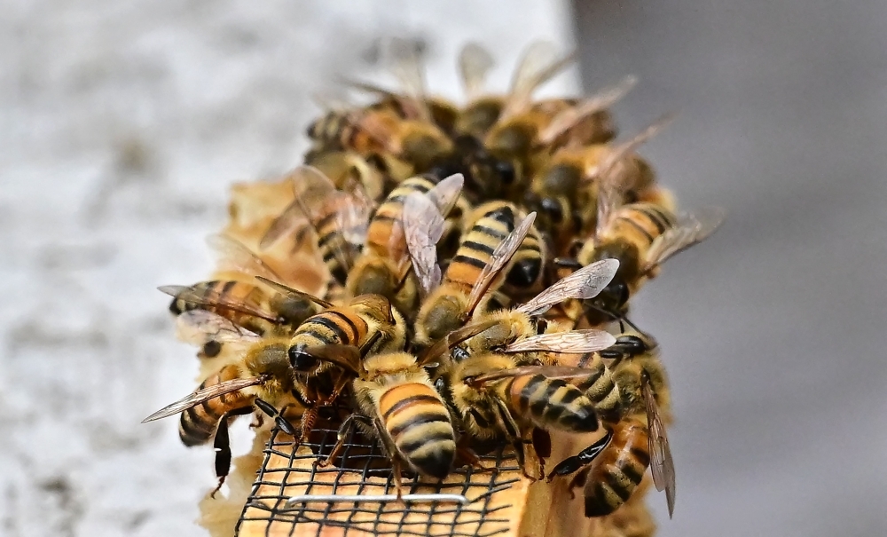 Bee-nado! Swarm warning after truck tips in Washington, setting 250 million insects free