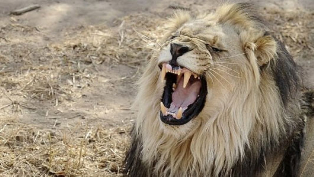Man killed by lion at Namibian safari lodge after stepping out to use toilet; campers managed to scare predator away