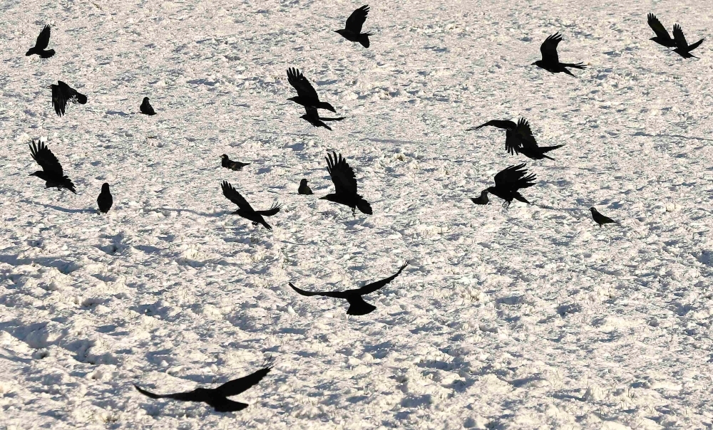 Singapore's National Parks Board hangs fake crows to spook the real ones after dive-bombing attacks