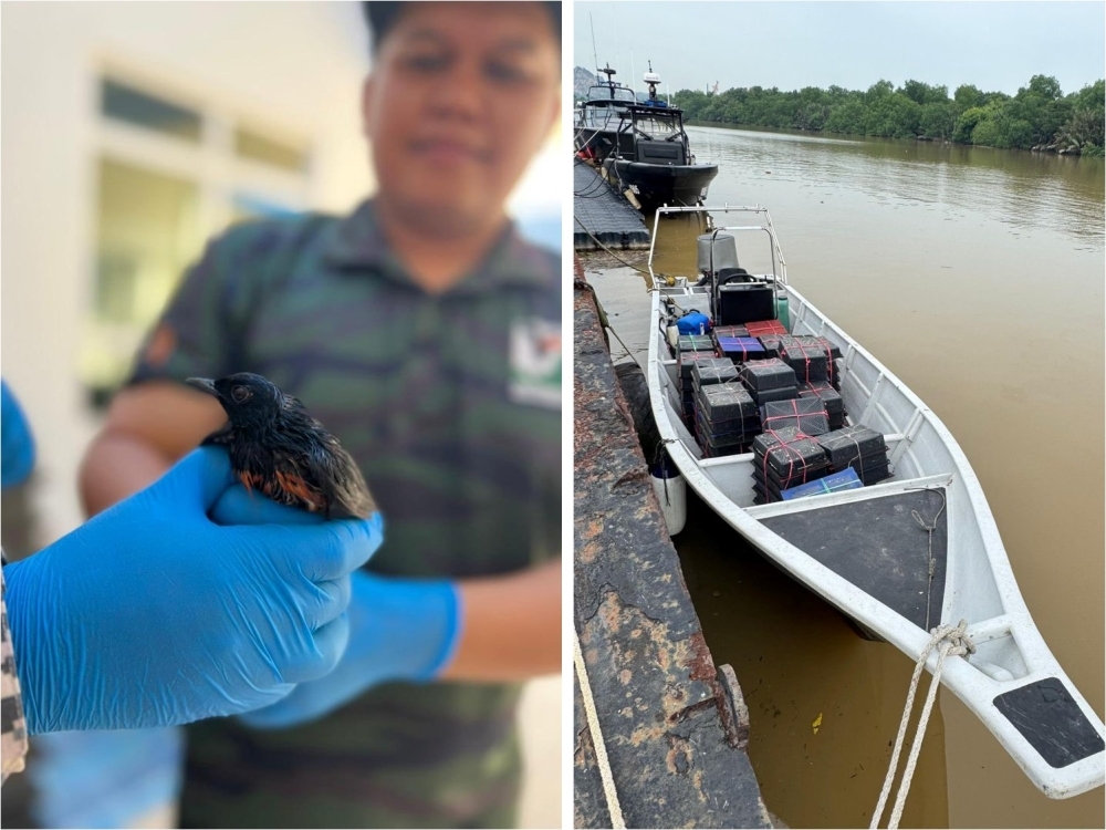 MMEA busts duo smuggling RM100,000 worth of exotic birds in boat