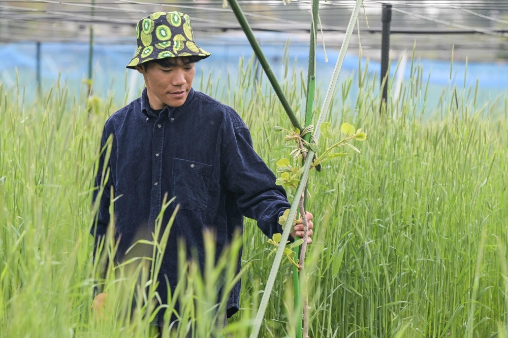 Young farmer brings new hope to Fukushima's fields scarred by nuclear disaster