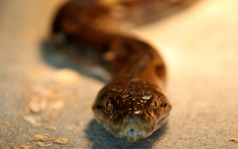 Snakes on a plane: Indian customs nab passenger with 44 venomous vipers from Thailand