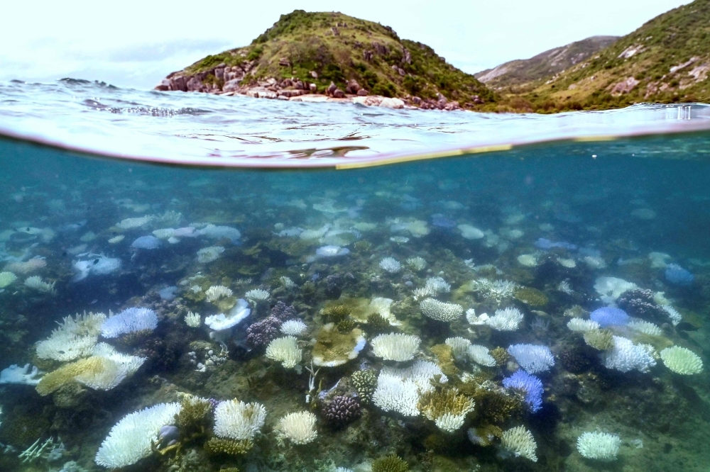 As world gets hotter, what happens when coral reefs die?