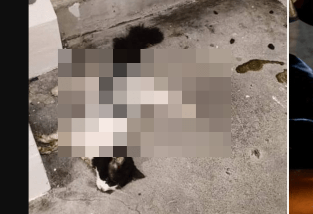‘What kind of person will do this?': Singapore's Yishun again under spotlight after new cat death