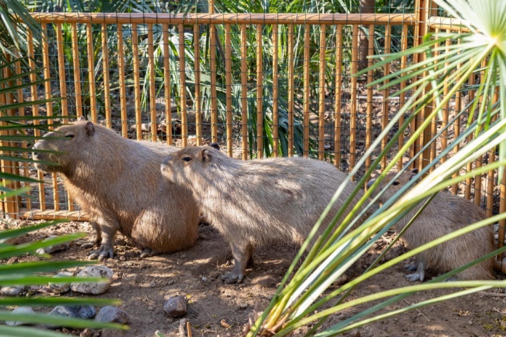 ‘The runaway child has returned': China's capybara fugitive Doubao finally caught after two-month zoo escape