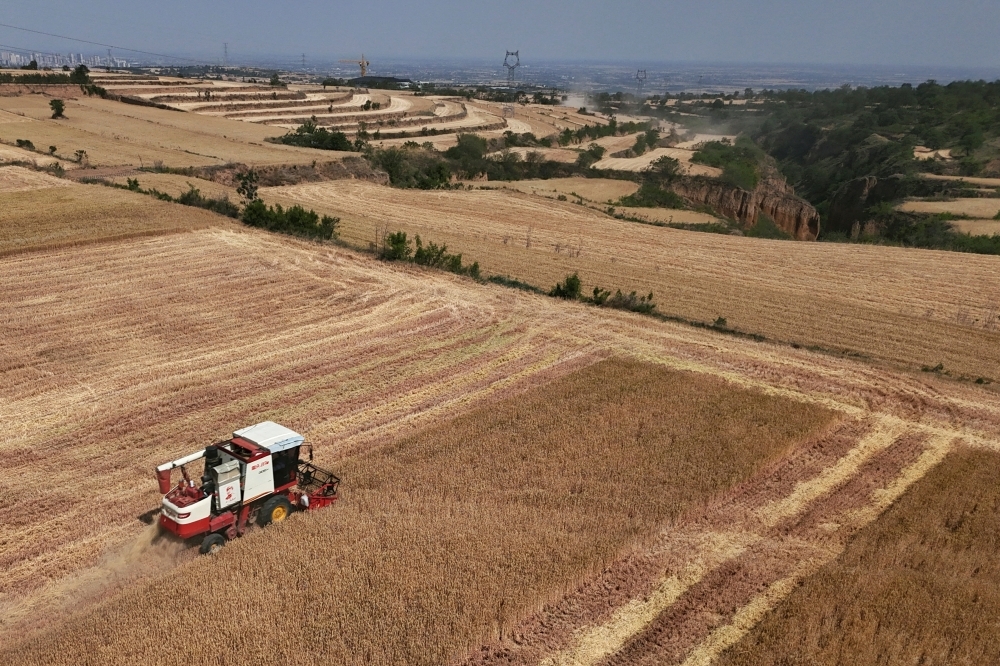 Drought grips China's wheat belt, farmers report up to 50pc drop in yields