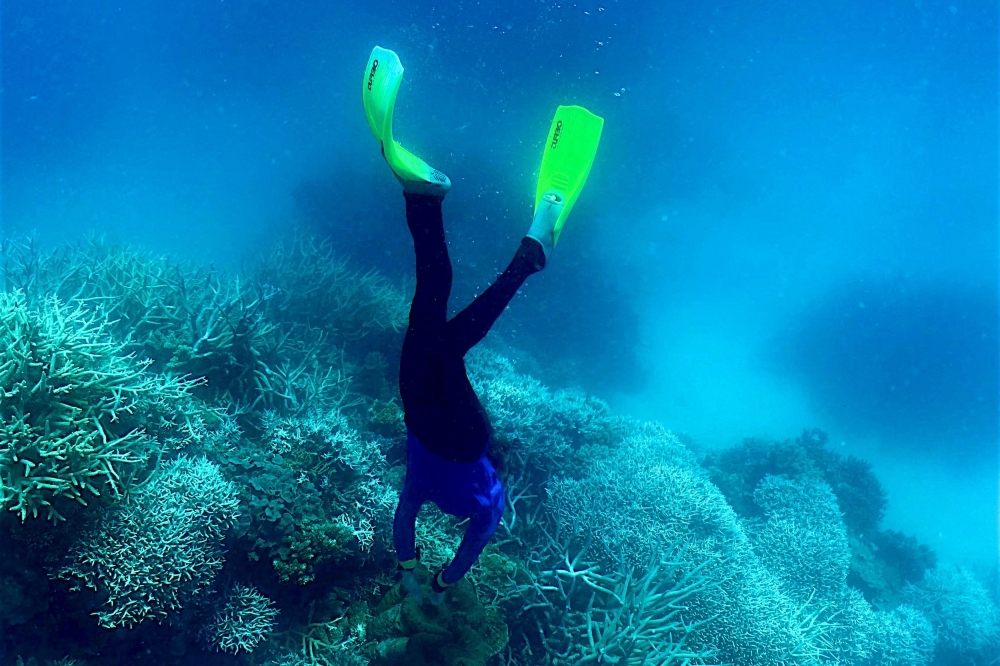 As reefs bleach and die, scientists freeze trillions of coral cells from the Great Barrier Reef to save them for the future