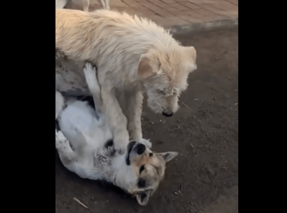 Long live King Charles: The tale of a shaggy peacekeeper who rules without barking (VIDEO)