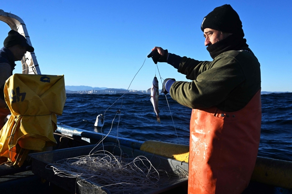 Missing merluza: Chile's battle to save its favourite catch