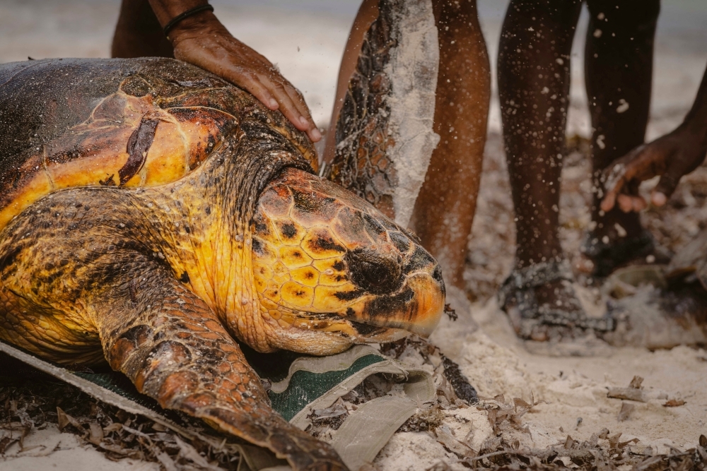 How a Kenyan NGO has saved over 24,000 sea turtles from nets, poachers and plastic