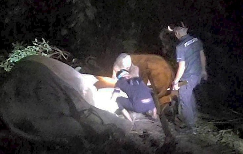 Mother elephant refuses to leave trapped calf at Kemaman plantation as Perhilitan conducts rescue; pair safely returns to forest