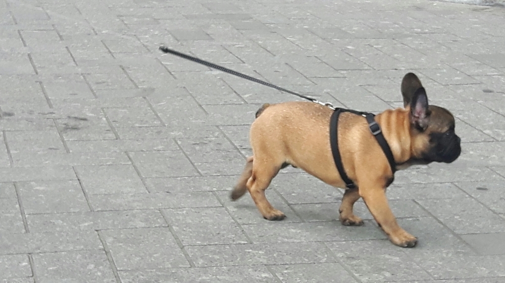 Iran expands dog walking bans nationwide, citing concerns over public health