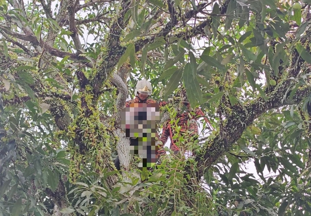 Sabah man dies after metal rod touches live wire while plucking mangoes in Papar