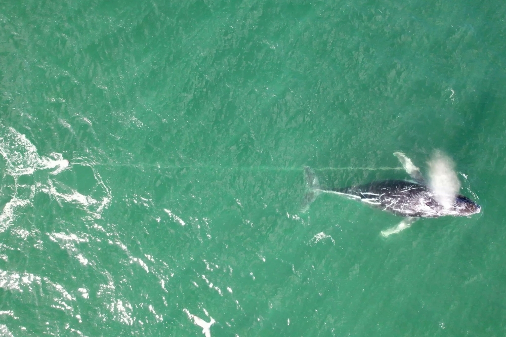 Distressed humpback whale tangled in rope sparks rescue mission near Sydney