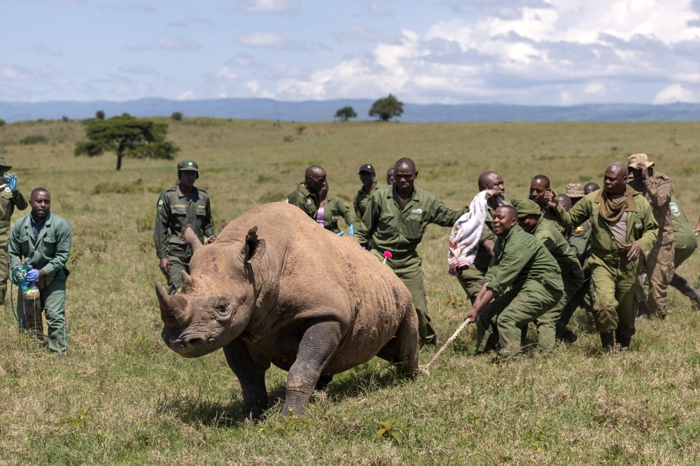 How to move a rhino? Think dart guns, helicopters, and a whole lot of patience