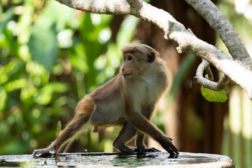 Monkey business delays Sri Lanka's wildlife survey