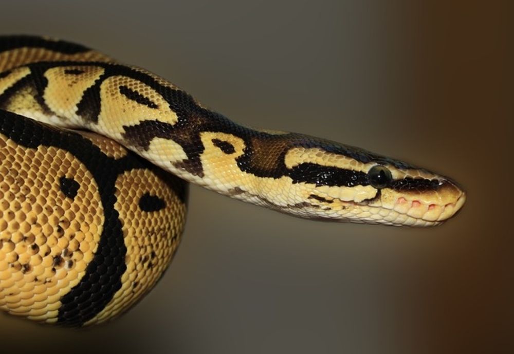 Vipers, turtles found in luggage highlights growing Thailand-India wildlife trafficking trend, says NGO