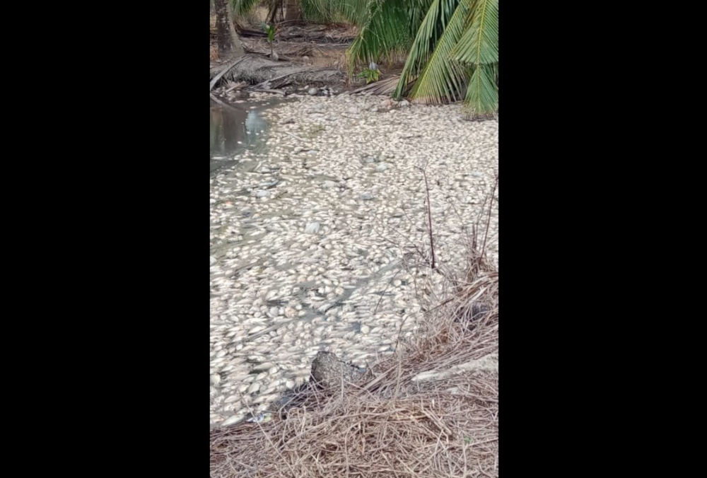 Perak DOE probes ‘belacan' factory over mass fish deaths in Bagan Datuk