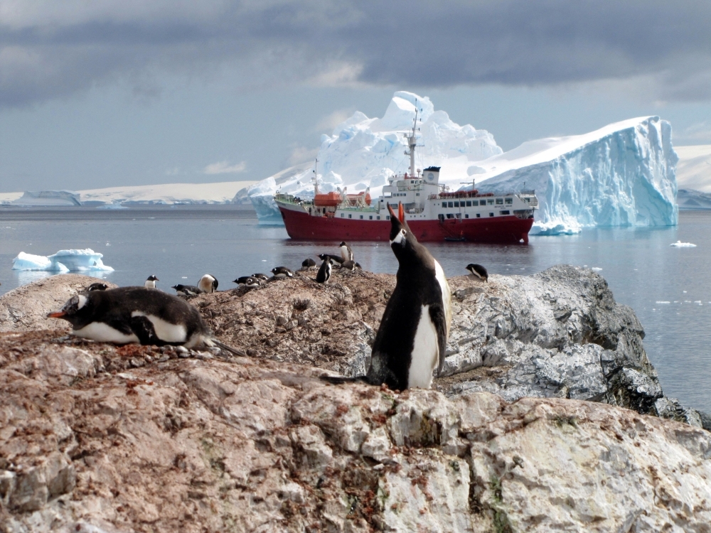 ‘Worrying result' for Antarctic emperor penguins as populations plummet faster than expected