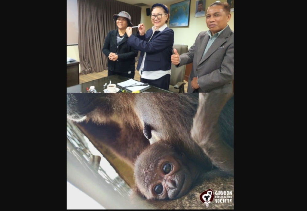 Endangered North Bornean gibbon born in captivity in Sabah