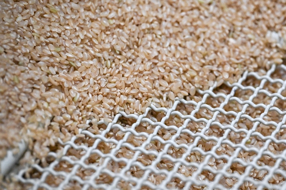 Japan's rice dilemma: High prices, shortages, farmer struggles and voter anger fuel political tensions