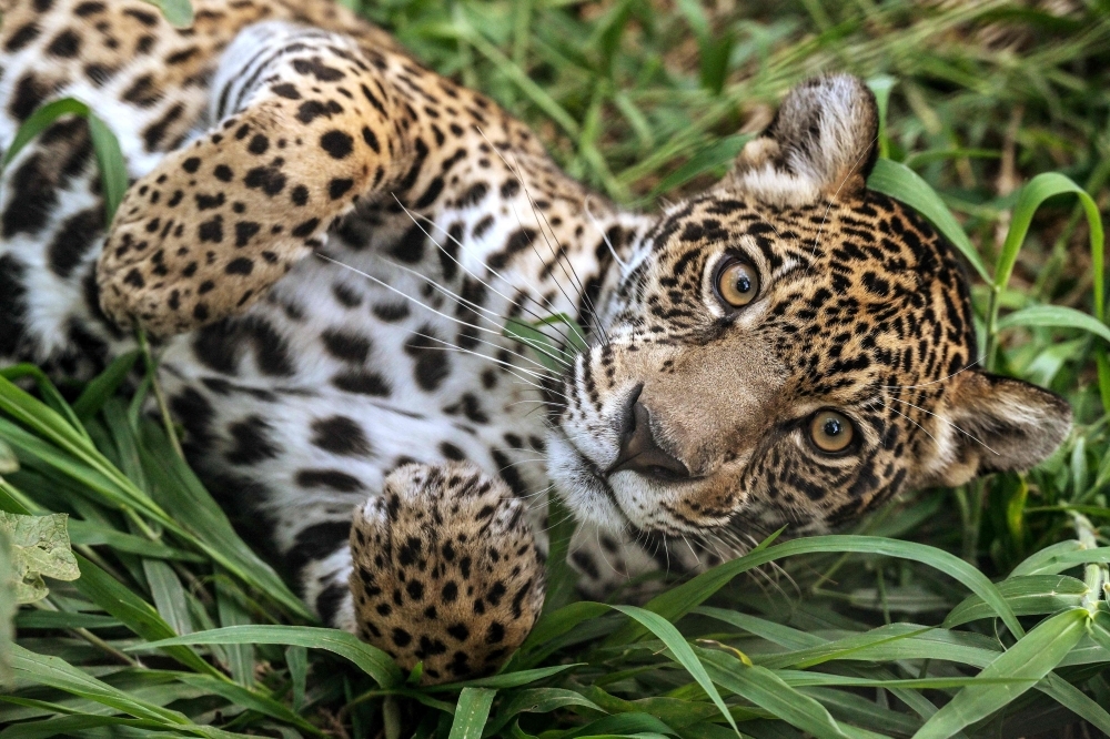 Sao Paulo's pumas under attack as ‘stone jungle' threatens rainforest