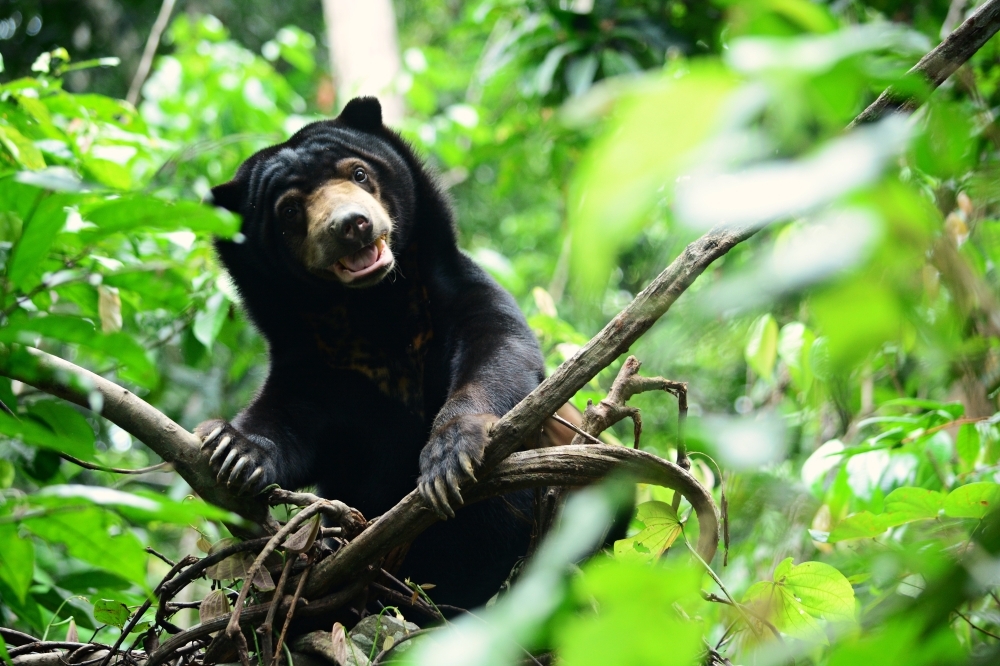 Not just cute: Visit Malaysia 2026 sun bear mascot carries a conservation mission (VIDEO)