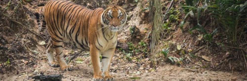 Tiger returns to Kampung Ulu Dingin, leaving villagers fearful after latest livestock attack