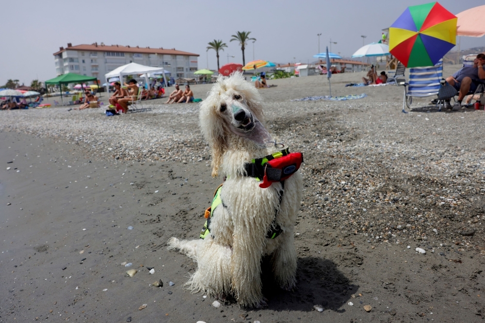 Rescue, retrieve, repeat: Nilo the poodle is on a mission to save swimmers in Spain — one stroke at a time