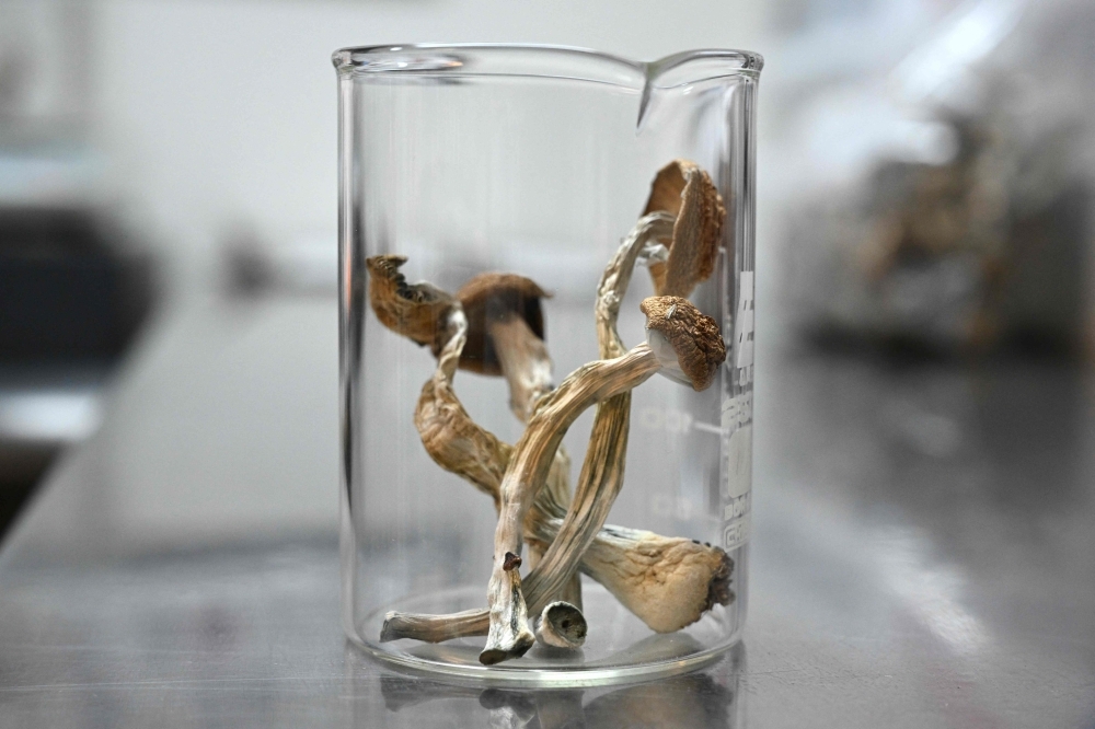 New Zealand embraces psychedelic ‘magic mushroom' therapy as medicinal use approved for depression treatment