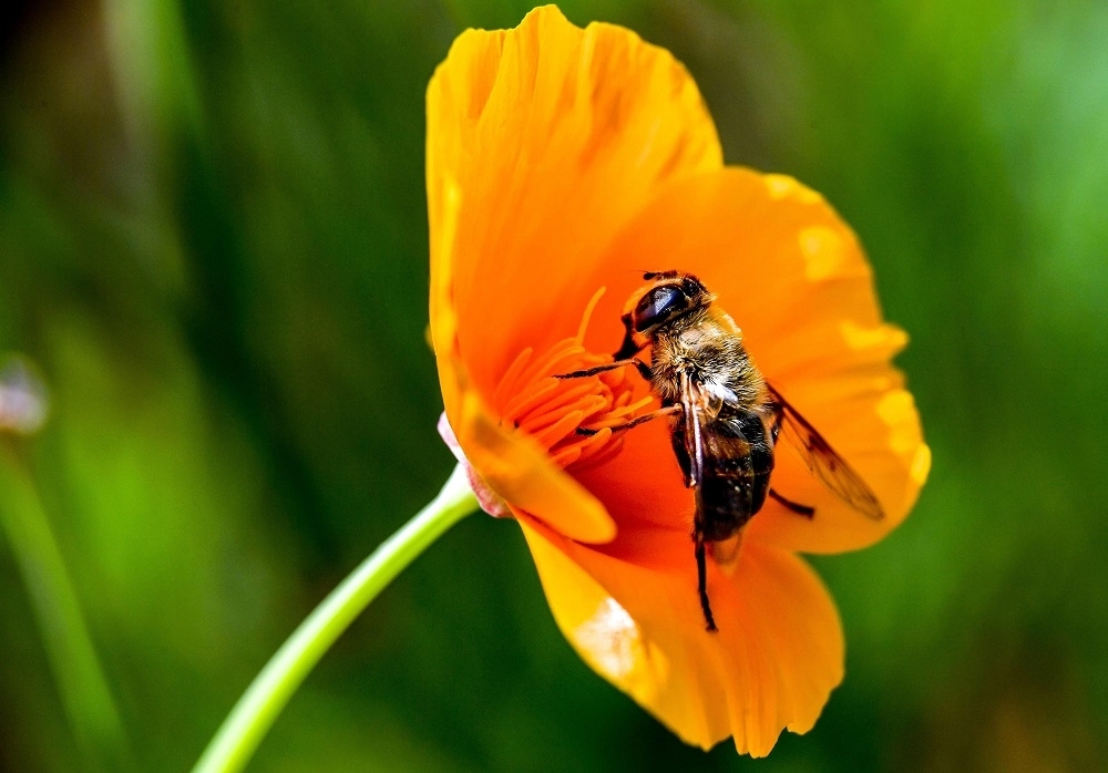 Warming planet, wheezing people: How climate change is triggering an allergy crisis