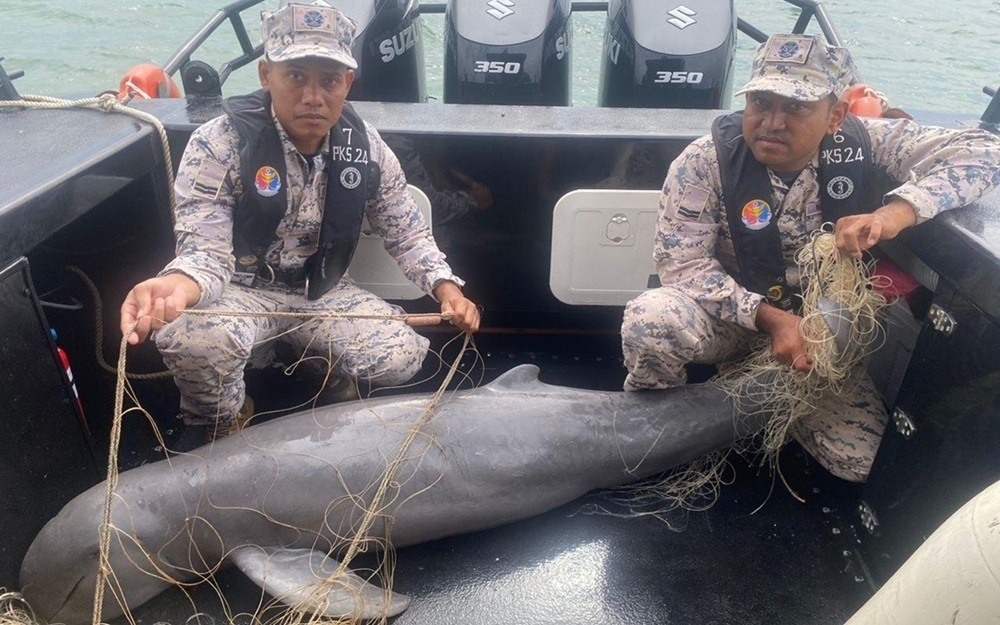 Rare Irrawaddy dolphin dies in illegal ray net off Kuala Kedah, says MMEA