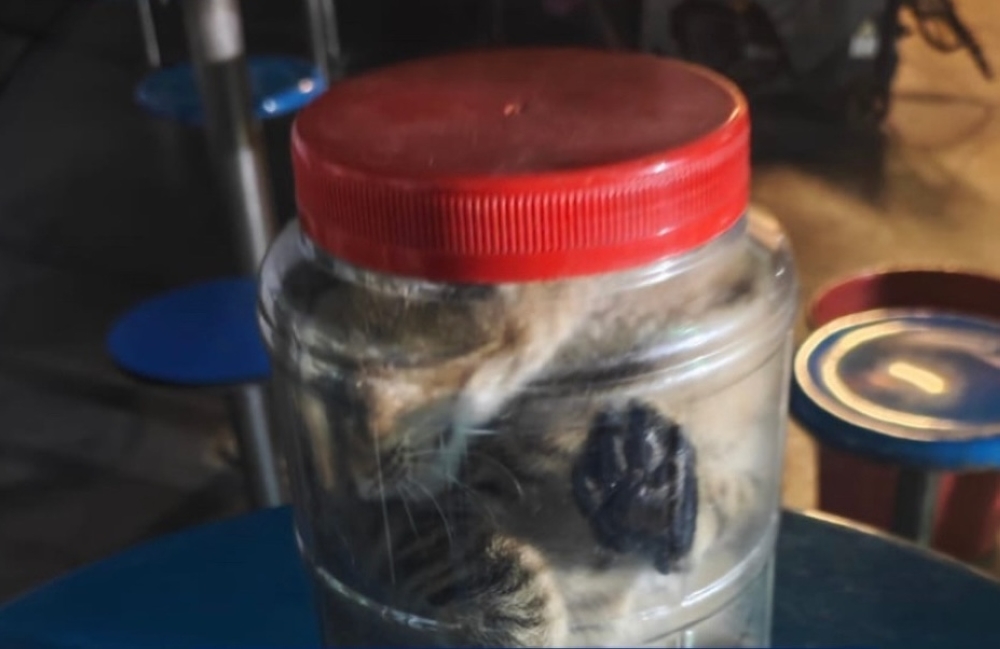 Kitten allegedly stuffed in container and rolled around Singapore canteen, SPCA steps in
