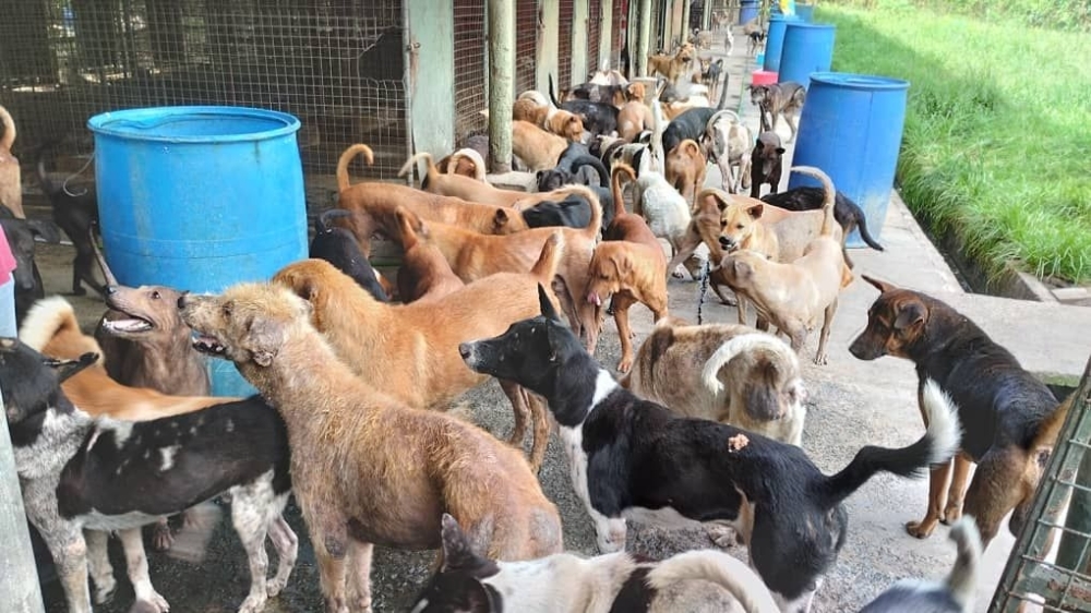 Over 600 dogs, no space, no vets: Sandakan SPCA's crisis amid stray dog crackdown