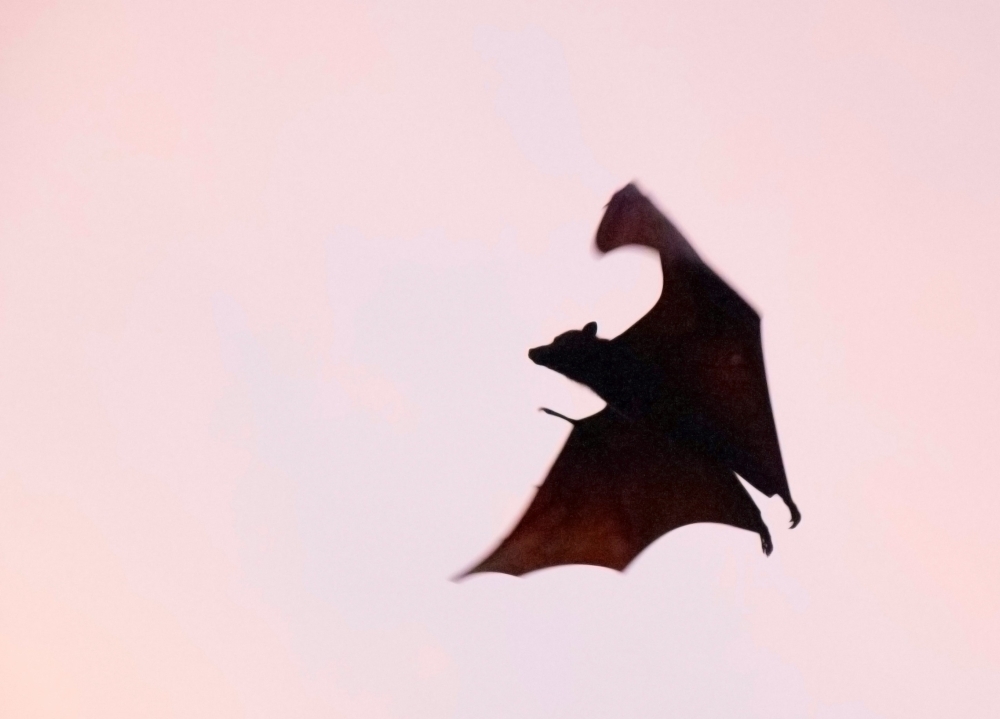 Australian man dies from ‘extremely rare' bat bite virus