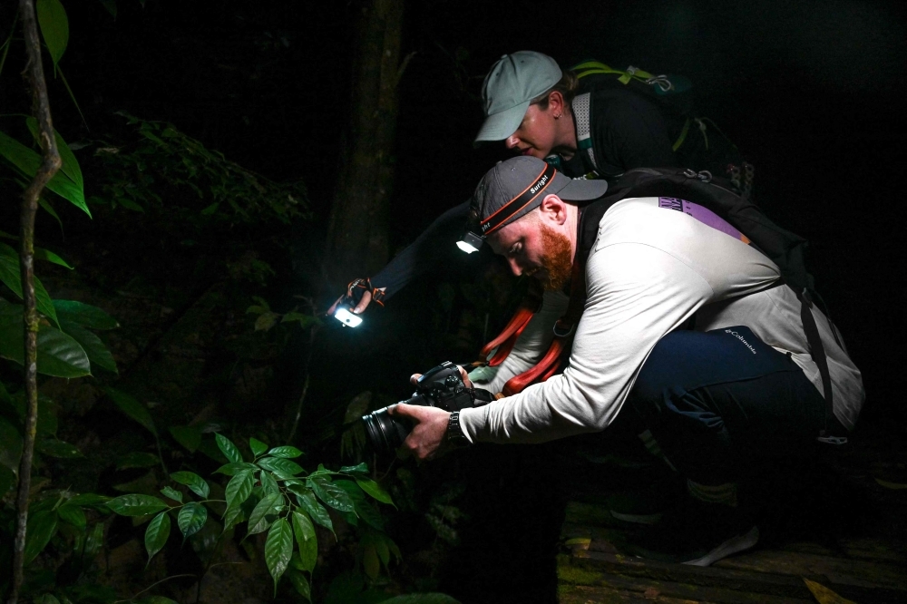 Frogging in the Bornean jungle: Tourists brave bugs and snakes to spot Sarawak's tiniest stars