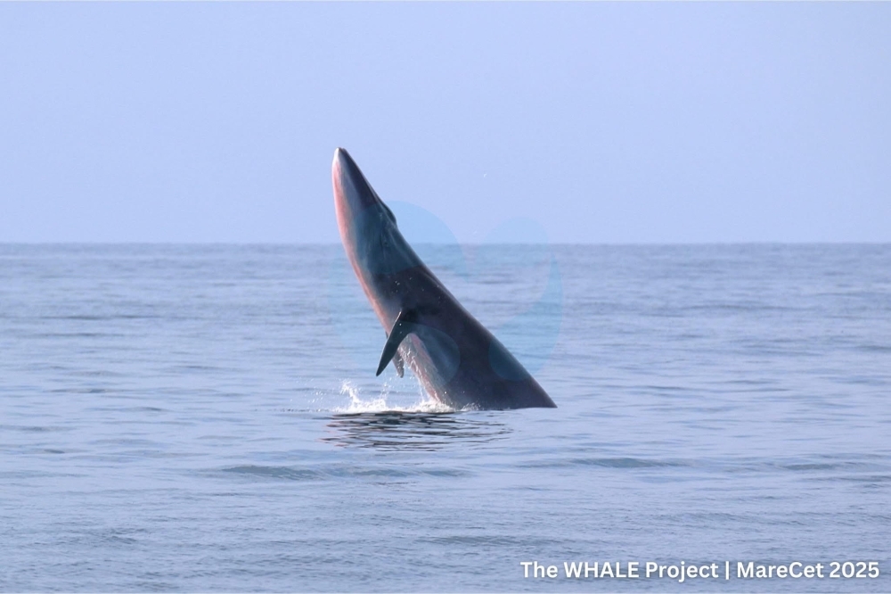 Whales, dolphins and dugongs live in Malaysian waters — here's why they need protection