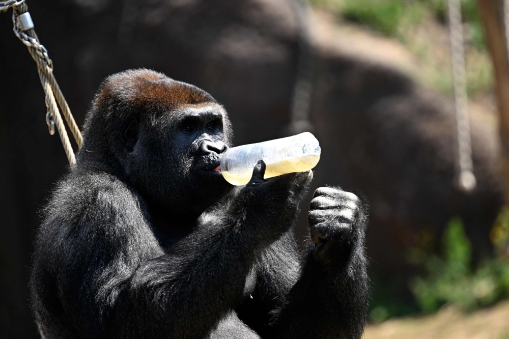 Forget the battle of the sexes: New research shows primates have more complex power dynamics than we thought