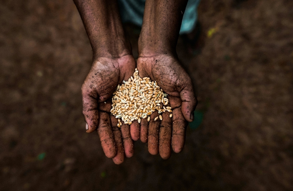 Crop Seed Quality Bill set for Parliament next year, says Agriculture Dept