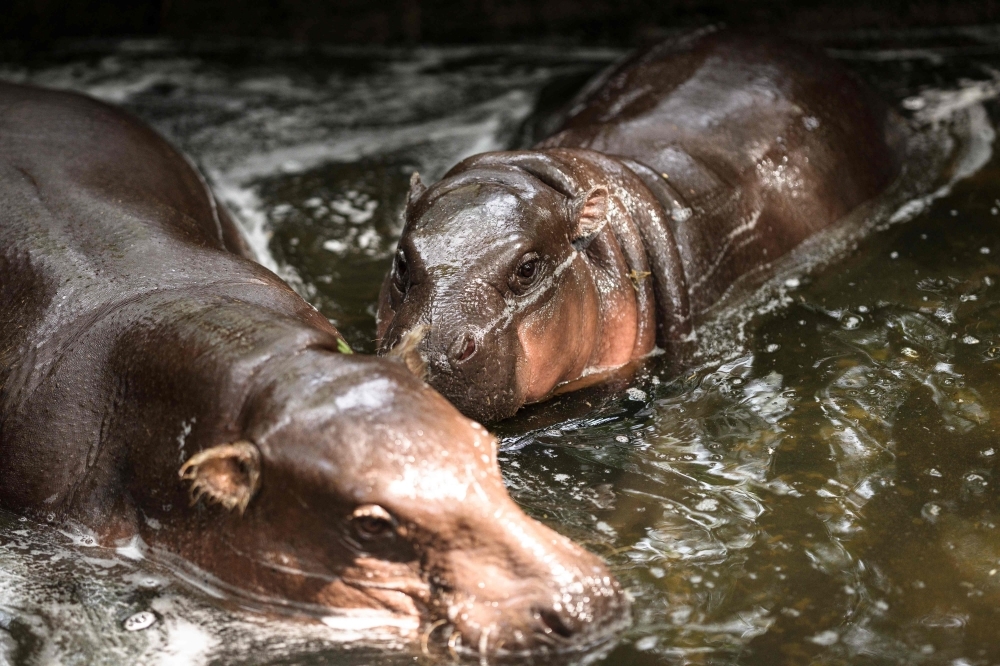 Hippo birthday: Thai viral sensation Moo Deng turns one with US$3,000 cake and fan festival — still ‘a legend' in the eyes of adoring fans