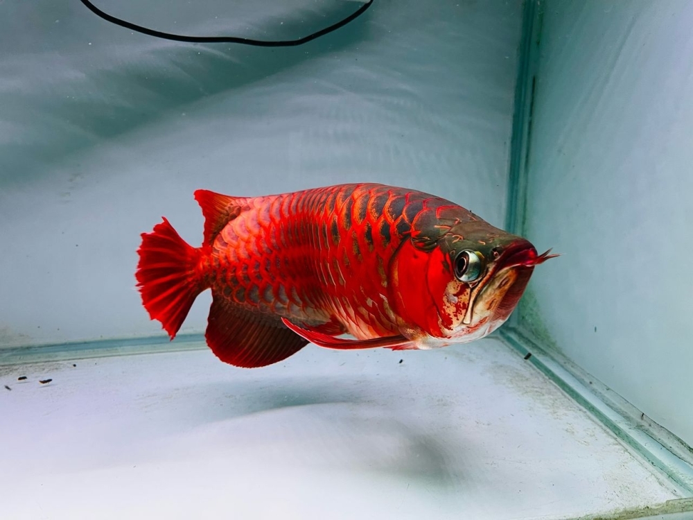 Johorean fish breeder Sianlon Aquatic dreams of an ‘arowana for every home' after Osaka Expo spotlight