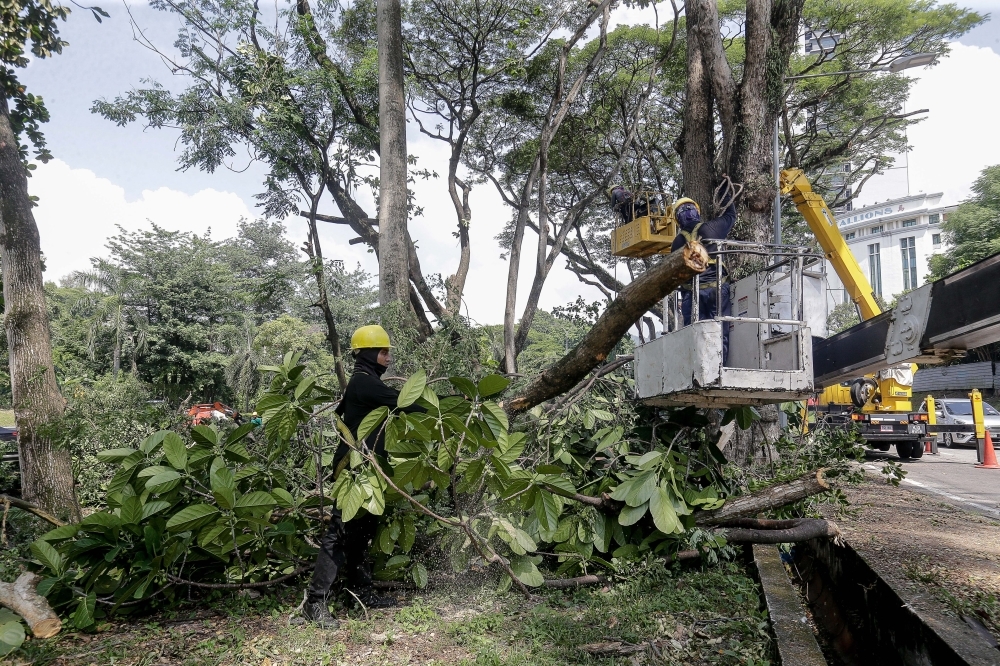 Saying hedge can't replace a 30‑year‑old tree, Penang activists sound alarm as green cover shrinks